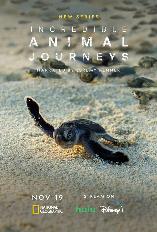 Incredible Animal Journeys S01E01 720P Dsnp Webrip X264 Esub [Dual Audio][Hindi 2 0 English 5 1] -Msmod