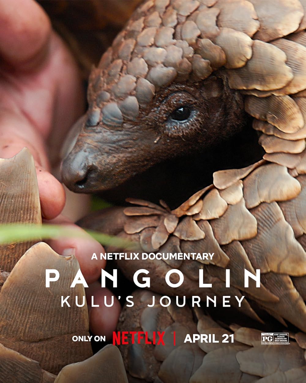 Pangolin Kulus Journey (2025) 720P Nf-Web X264 Msubs [Dual Audio][Hindi 5 1 English 5 1] -Mkvc