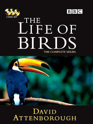 The Life Of Birds (1998) - S01E01 - To Fly Or Not To Fly (576P Dvd X265 Afm72)